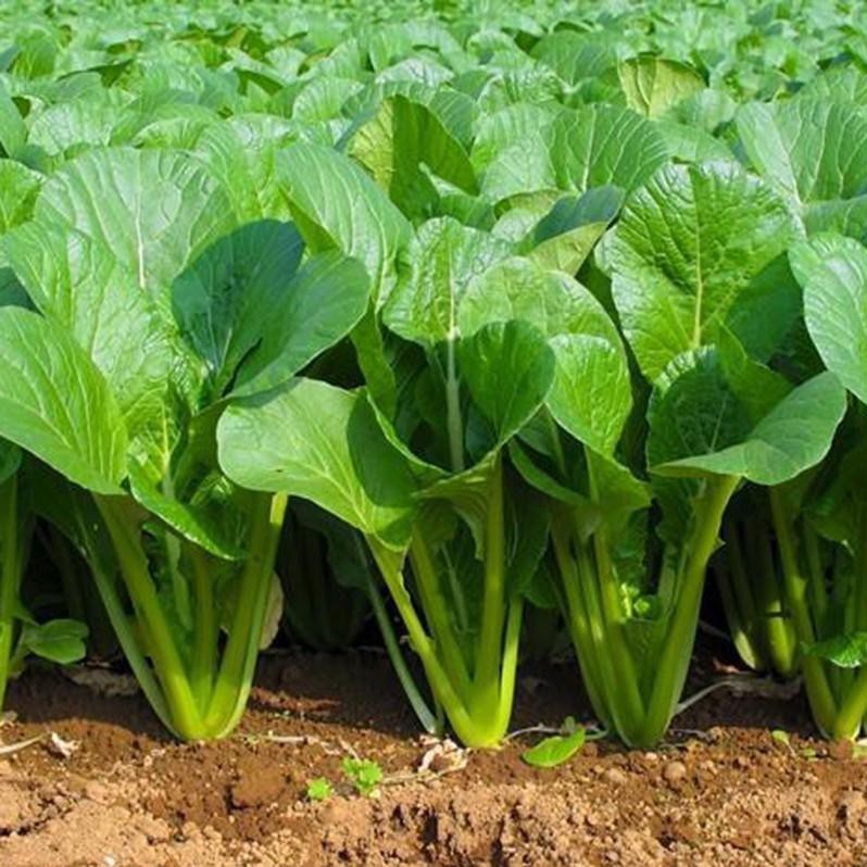 Hạt giống rau Cải ngọt cọng xanh - gói 20gram