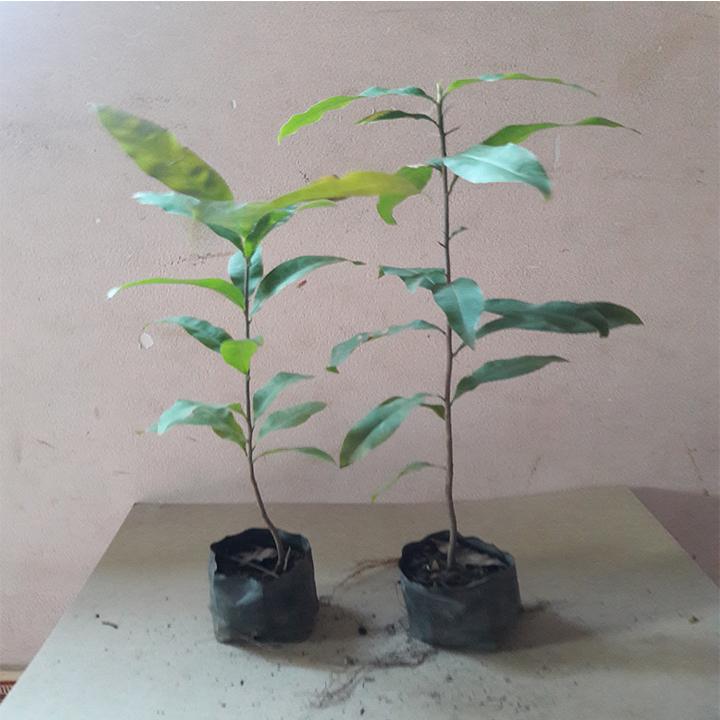 COMBO 5 CÂY MAI VÀNG GIỐNG cao từ 25-35 cm