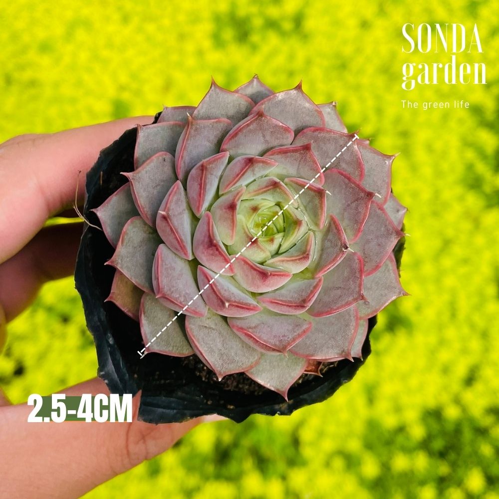 SEN ĐÁ HOA HỒNG ĐỎ SIZE BÉ KHỎE ĐẸP LỖI 1 ĐỔI 1