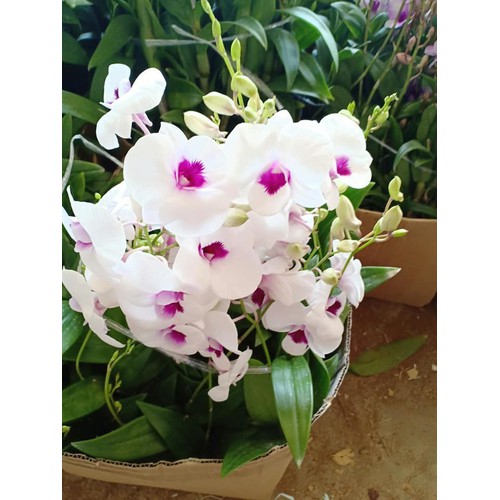 hoa lan denro đủ màu, hàng rất khỏe đẹp