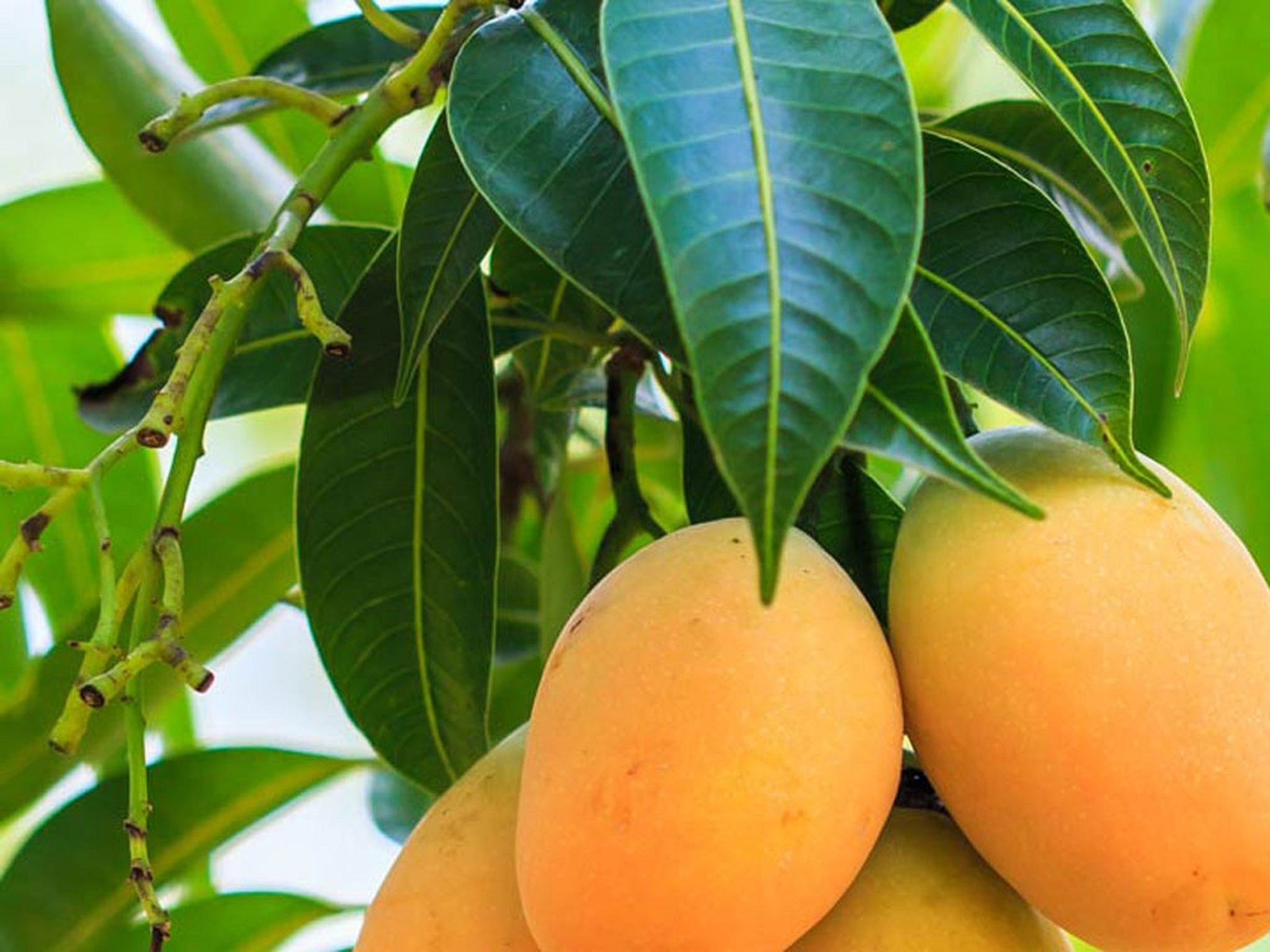 CÂY GIỐNG XOÀI THANH CA [ GIỐNG Xoài ghép18 tháng cho quả ].