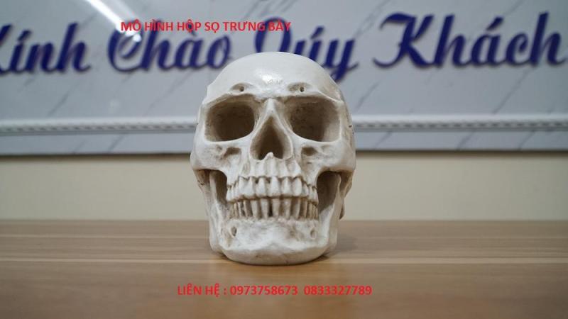 MÔ HÌNH HỘP SỌ TRƯNG BÀY
