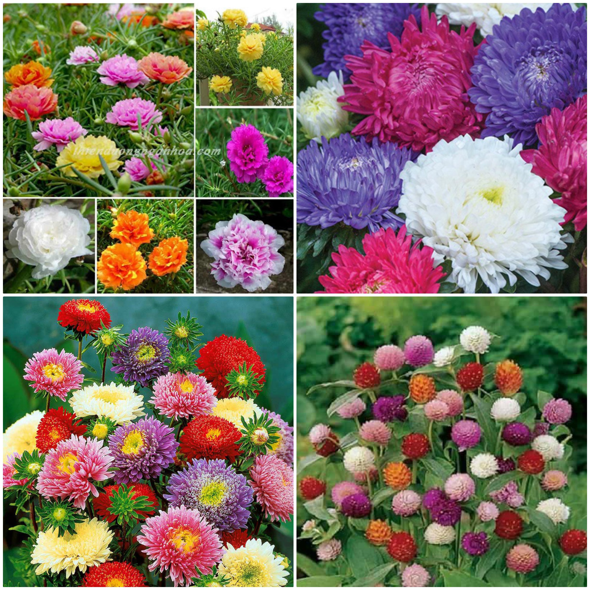 0D Combo 3 Gói TÚI ZIP Hạt Hoa Cúc Dễ Trồng Cho Hoa Quanh Năm Tặng Kích Mầm Hoặc Phân Bón (HOA MƯỜI GIỜ CÁNH KÉP, HOA CÚC ĐÀI LOAN, HOA ĐỒNG TIỀN)