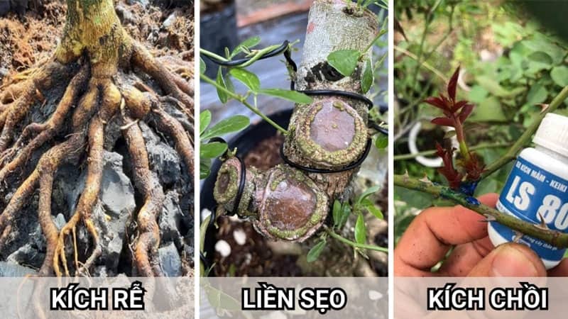 Combo Siêu Kích Rễ - Kích Chồi - Làm Liền Sẹo Cho Cây