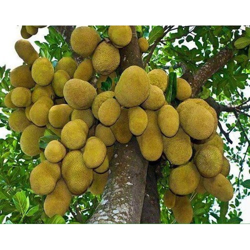 CÂY GIỐNG MÍT TA ( MÍT MẬT, MÍT DAI ) SIÊU QUẢ, SIÊU NGON, NGỌT, THƠM