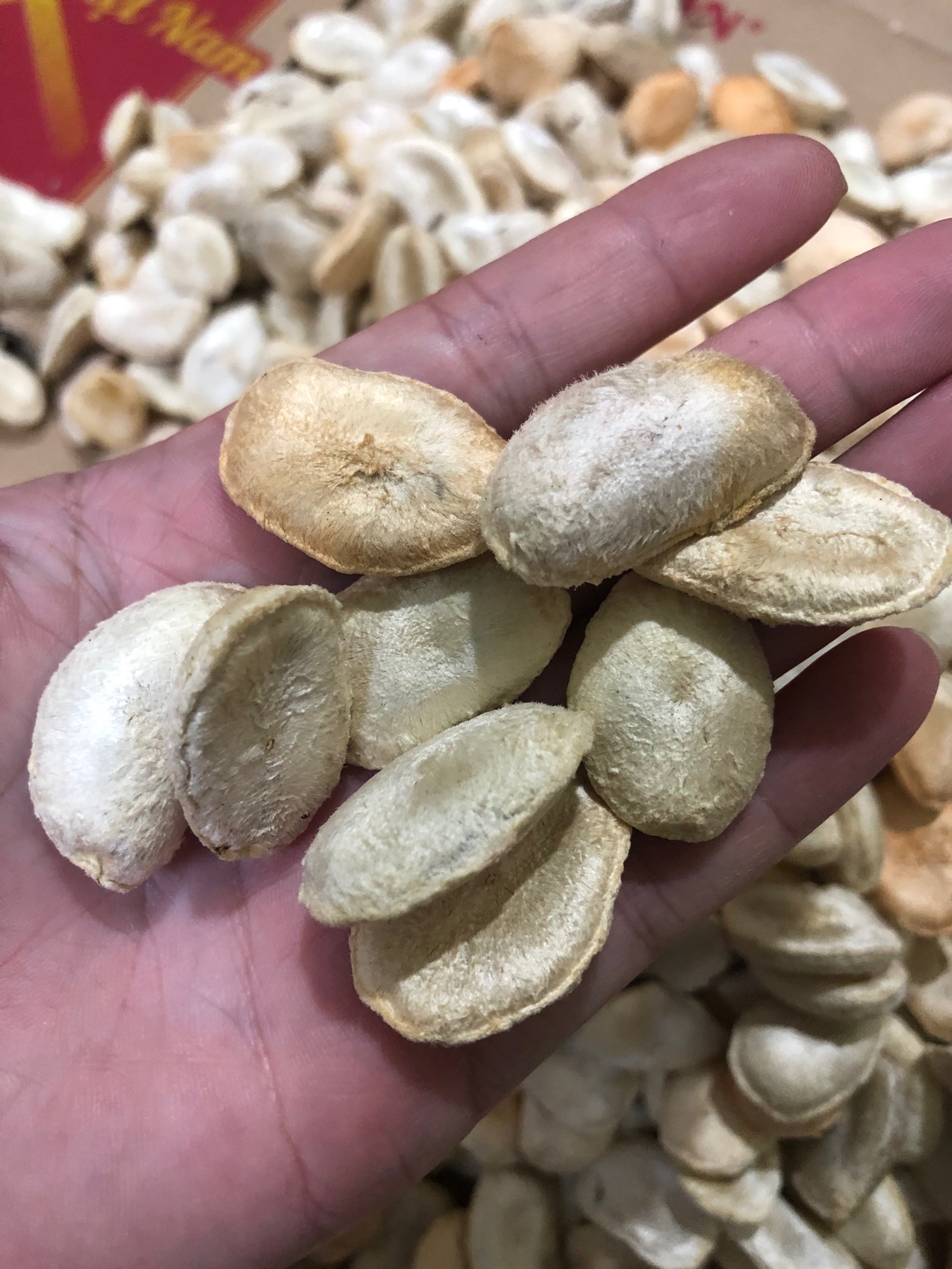 Combo 20 hạt sang ( sành) rừng 200k
