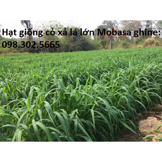 Hạt giống cỏ MOBASA GHINE - cỏ chăn nuôi 100g