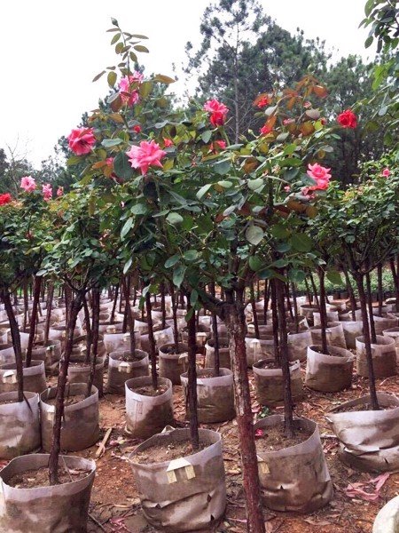 COMBO 5 GỐC HỒNG THÂN GỖ ĐỦ MÀU
