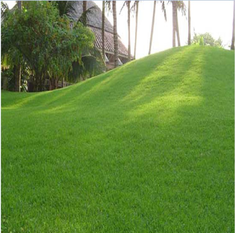 Hạt Giống Cỏ Nhung Nhật - Gói 100 hạt
