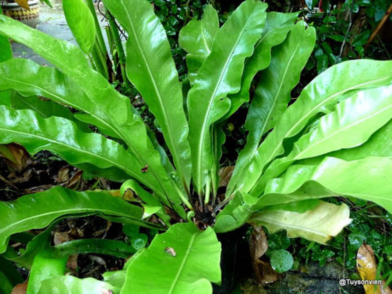 CÂY TỔ QUẠ (TỔ PHỤNG) - CÂY PHONG THỦY