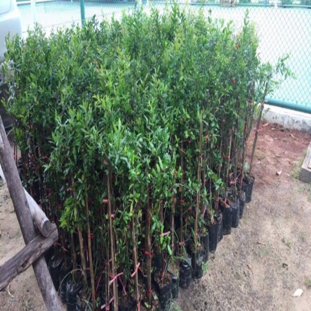 ( GIÁ SỐC) CÂY LỰU ĐỎ ẤN ĐỘ chuẩn giống f1