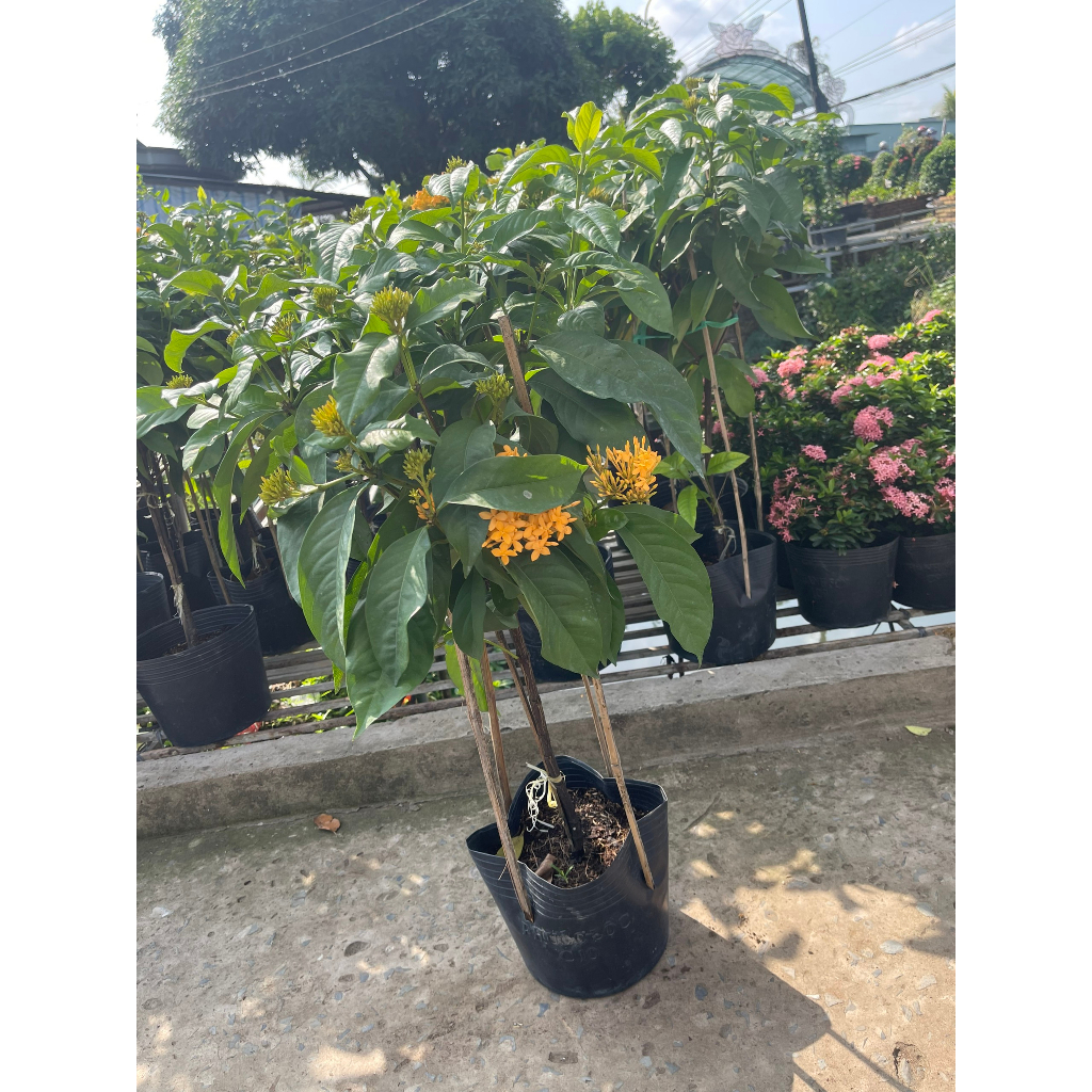 Chậu cây bông trang vàng Mỹ dáng tree