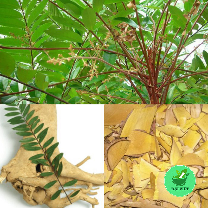 Cây mật nhân (gói 1kg) - DV010