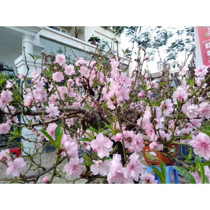 cây đào phải cổ mộc châu (đào hoa) - cây giống