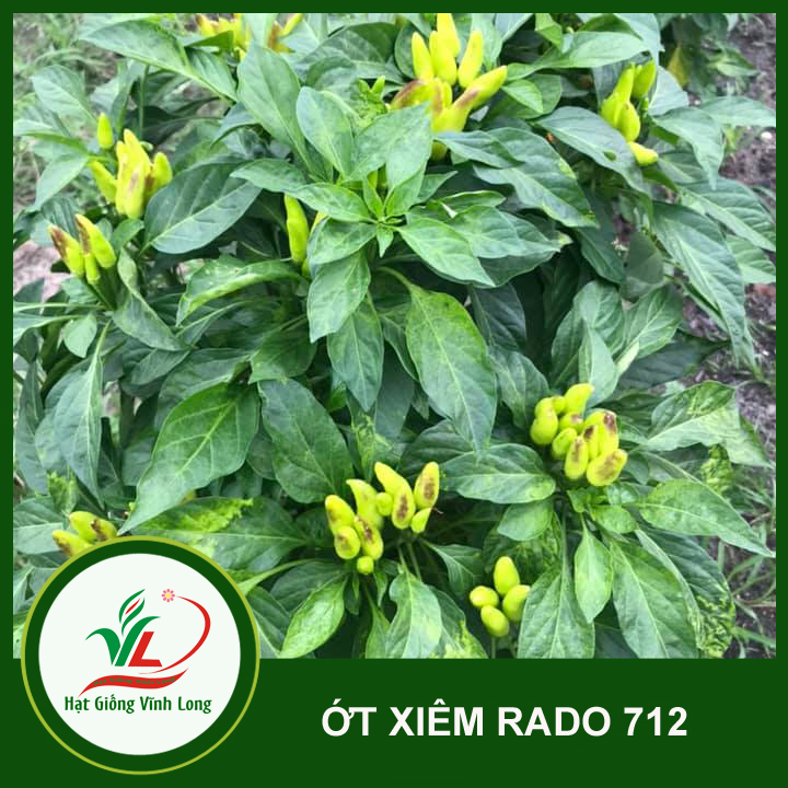 Hạt giống ớt xiêm RD 712 - 0.1g