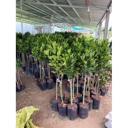 CÂY GIỐNG MÍT TRÁI DÀI MALAYSIA