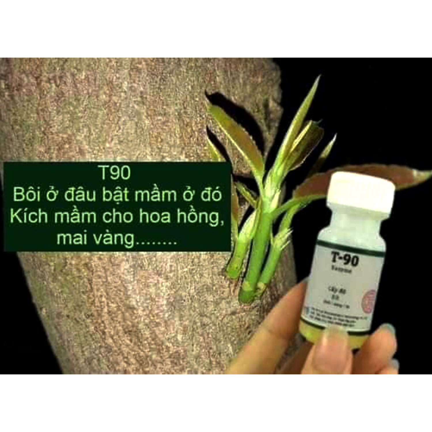 Siêu bật mầm T90 Bôi ở đâu, bật mầm ở đó
