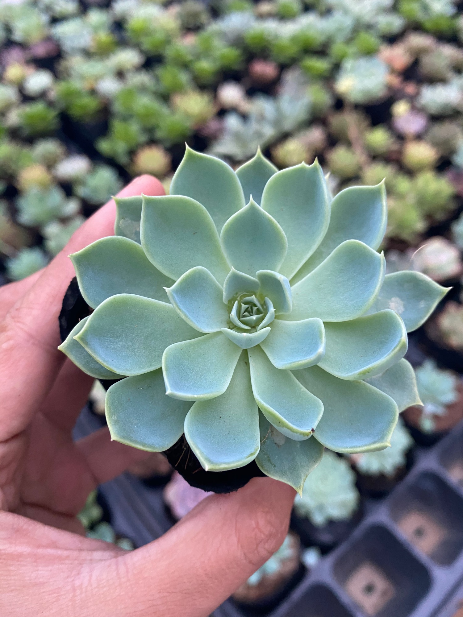 SEN ĐÁ PHẬT BÀ 4-6CM