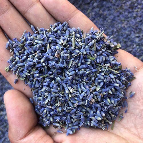 Túi thơm hạt lavender nhập khẩu