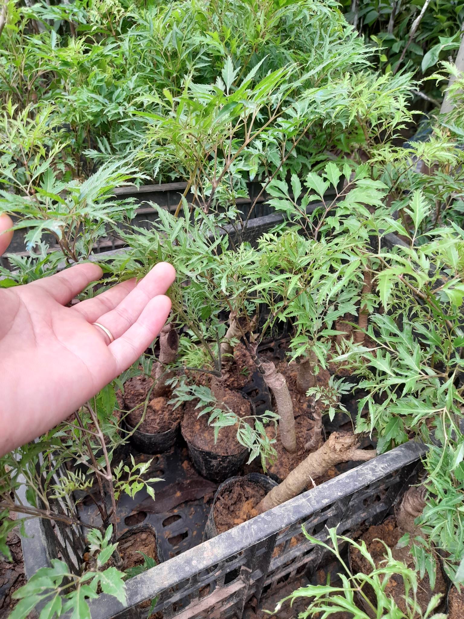 Cây Đinh Lăng Gốc To Khỏe+Tặng kèm phân bón