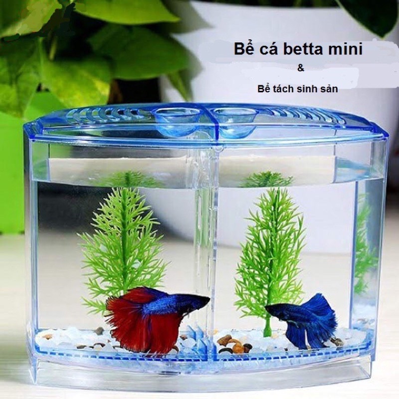 Bể nhựa nuôi cá Betta mini 2 in 1, hồ cá để bàn size 20x14x10 cm
