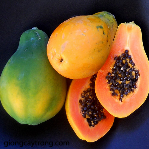 Hạt giống đu đủ Đài Loan cao sản F1 ruột đỏ/vàng- 20 hạt