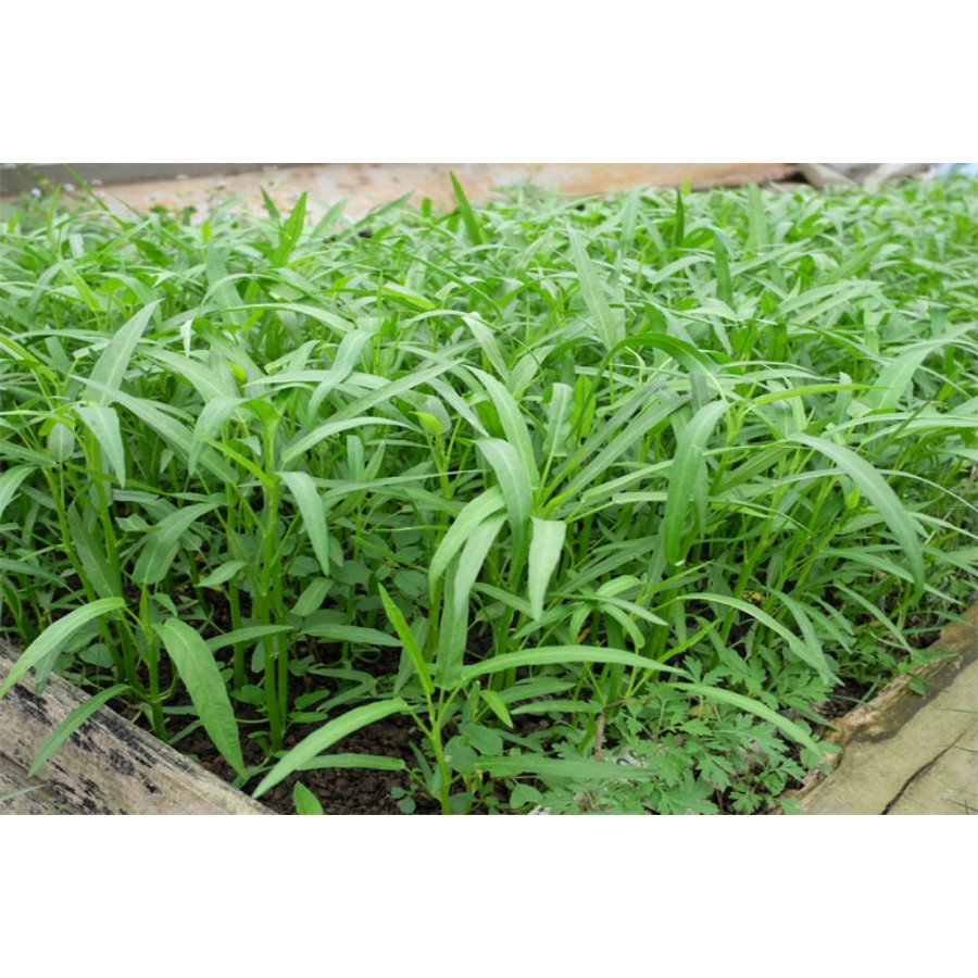 Hạt Giống Rau Muống Lá Tre Gói 50Gr