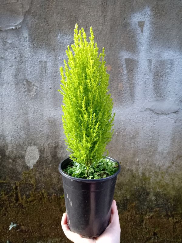 Cây tùng thơm 40 đến 60cm