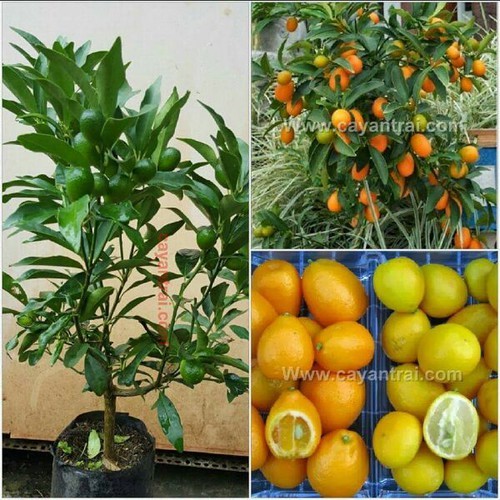 Cây quất ngọt, cây giống gửi đi nguyên bầu