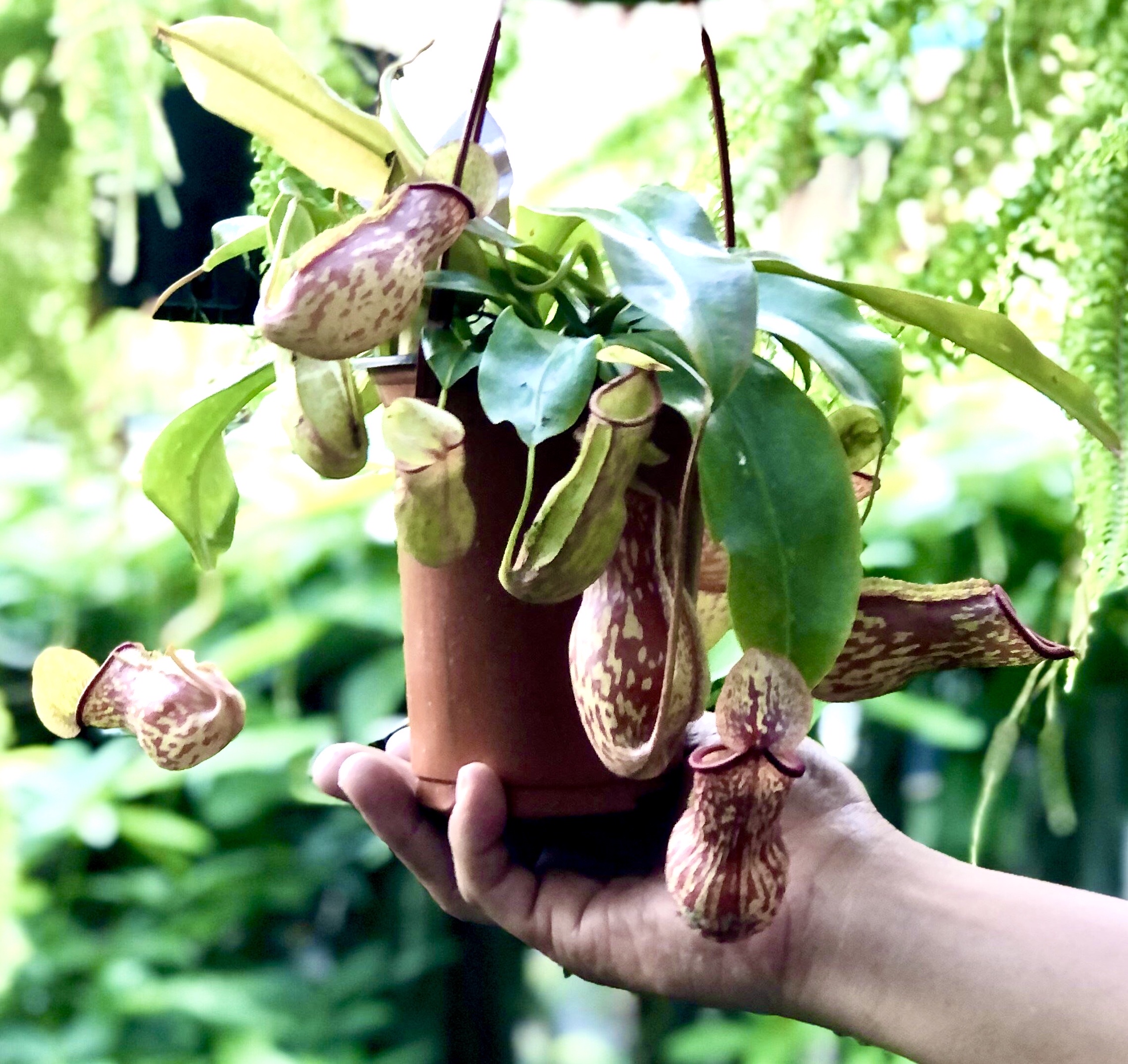 Chậu treo cây Nắp Ấm