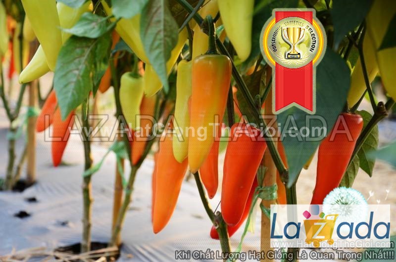 50h Hạt Giống Ớt Sừng Vàng Sai Quả TG114 (A2.102| C2*X69*M174)