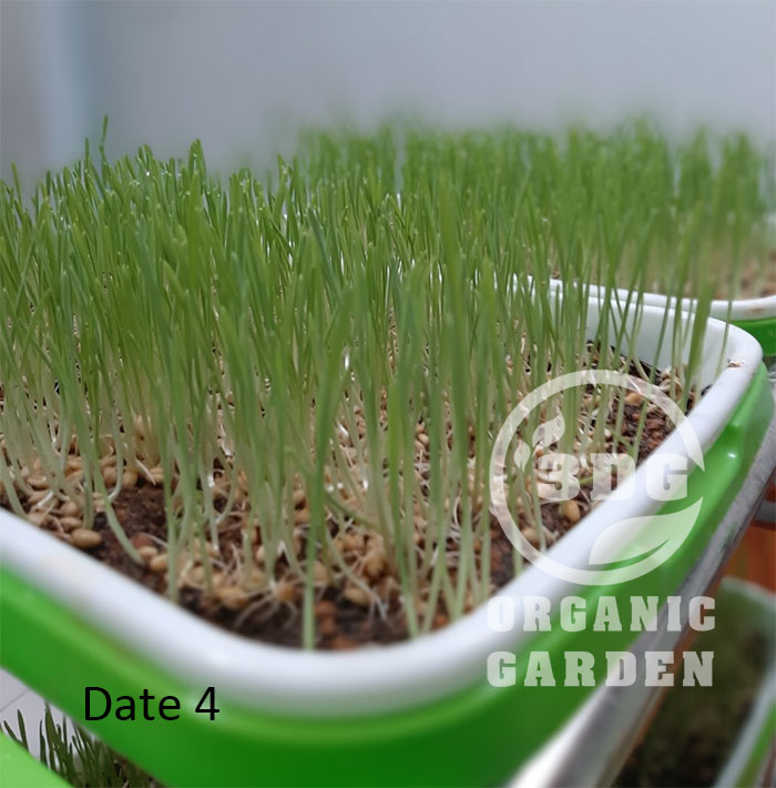 0.5KG HẠT GIỐNG CỎ LÚA MÌ ITALY NÂU ĐỎ