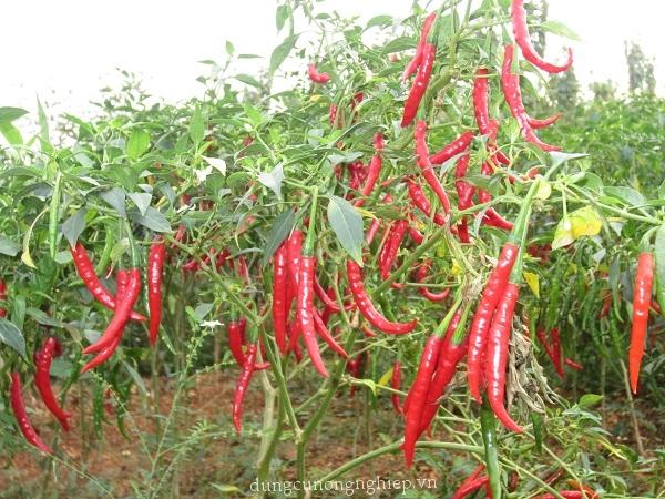 Hạt giống Ớt chỉ địa RD 788 - 0,1g