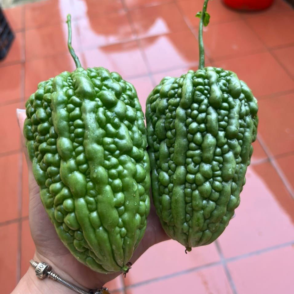 Hạt giống Khổ qua (mướp đắng) trái tim xanh