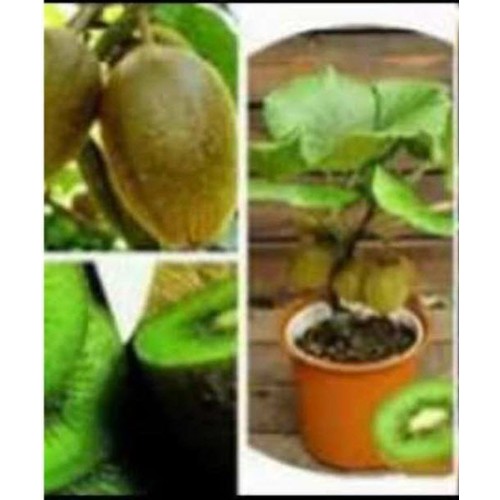 [HCM]HẠT GIỐNG KIWI F1