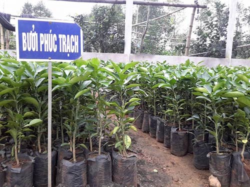 Cây bưởi phúc trạch ghép, cây giống to khỏe, bầu lớn chất lượng