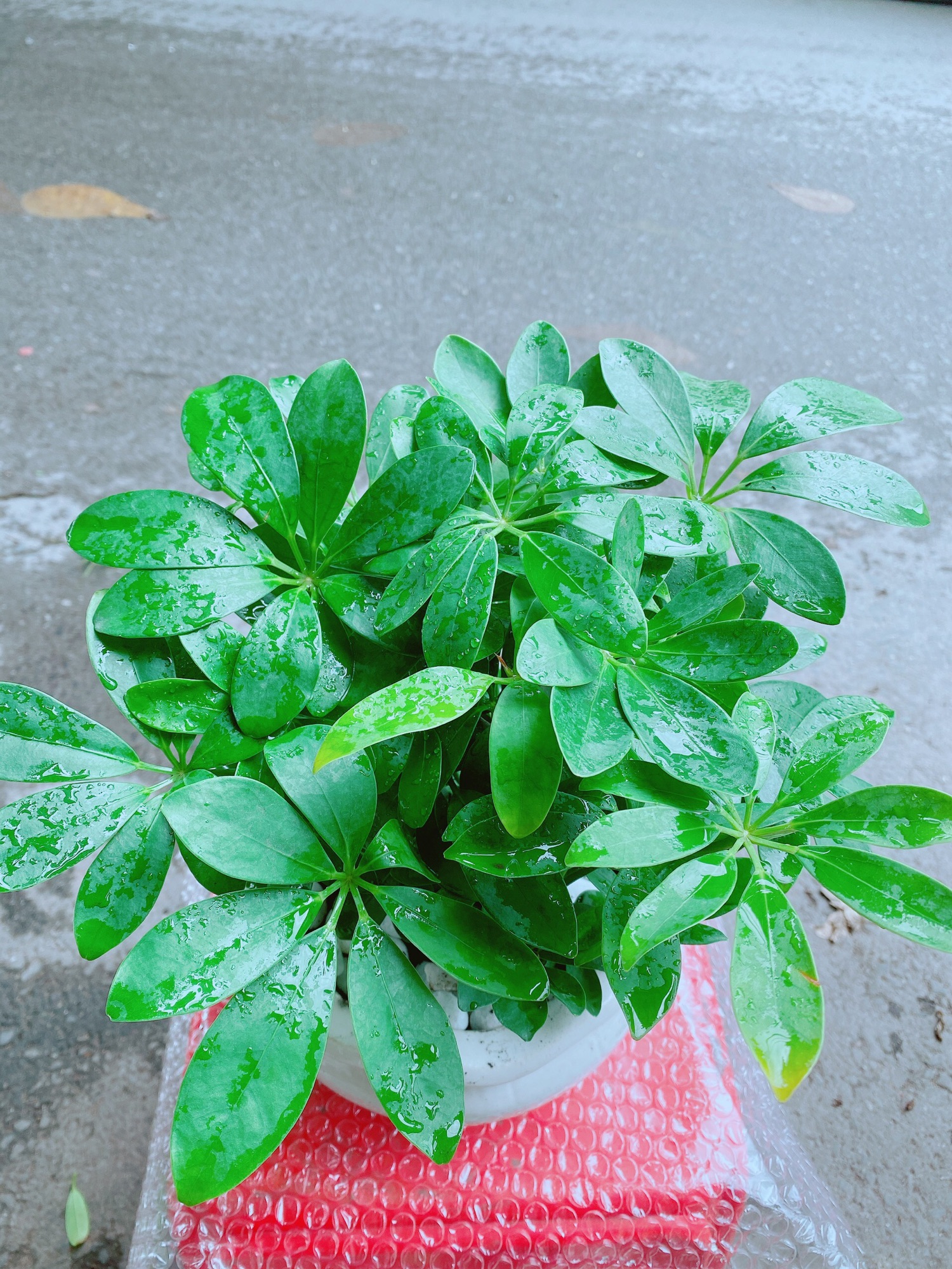 Chậu Cây Ngũ Gia Bì Để Bàn