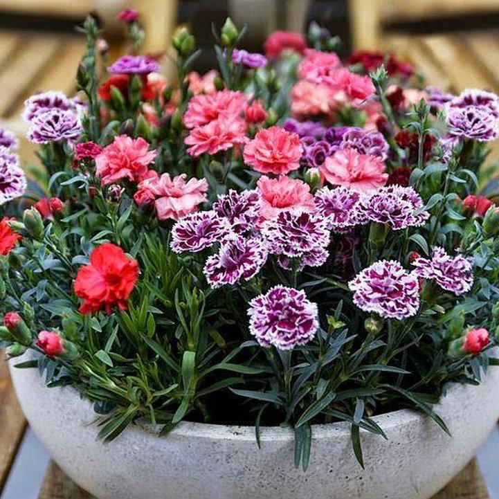 Bẫy dính côn trùng 5 miếng KT 20x25cm