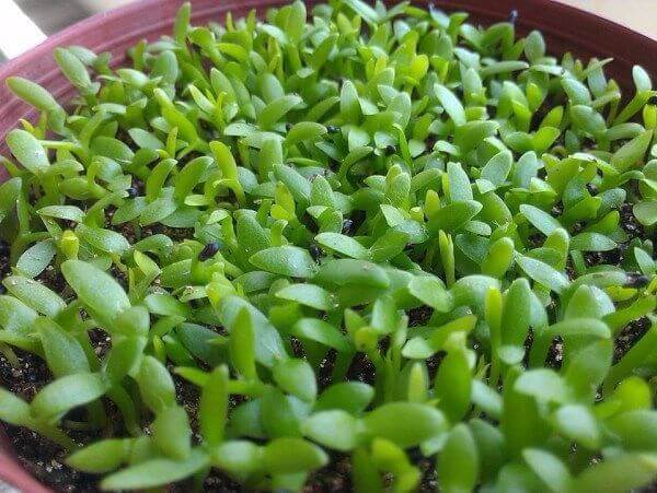 SET 2 ỐNG Phân bón kích rễ Roots roots 2 của Mỹ