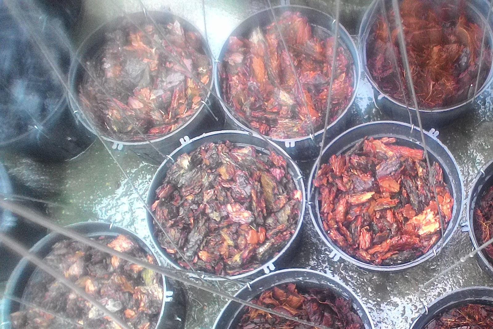 Combo chậu và vỏ thông trồng lan (2kg vỏ thông, 10 chậu lan giả gỗ fi 25, 10 móc kẽm treo chậu)