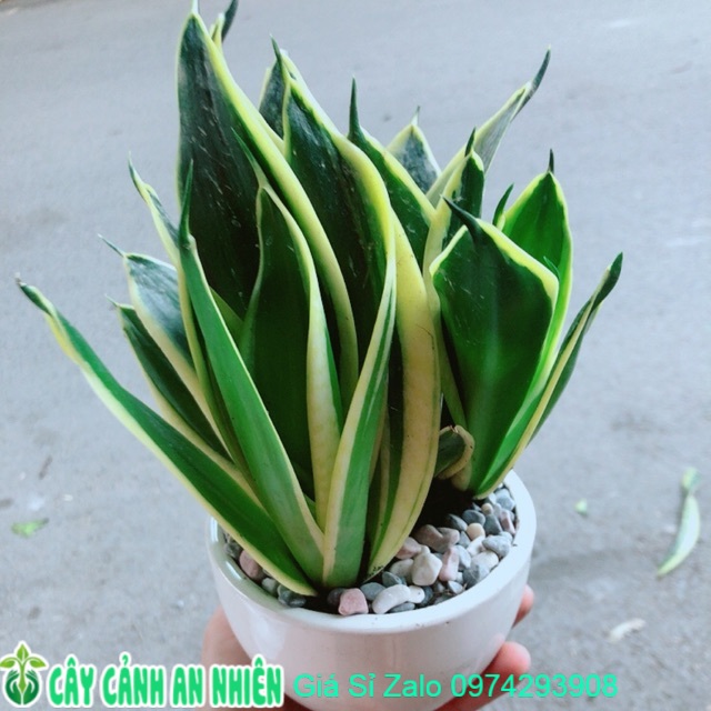 Chậu lưỡi hổ thái xanh