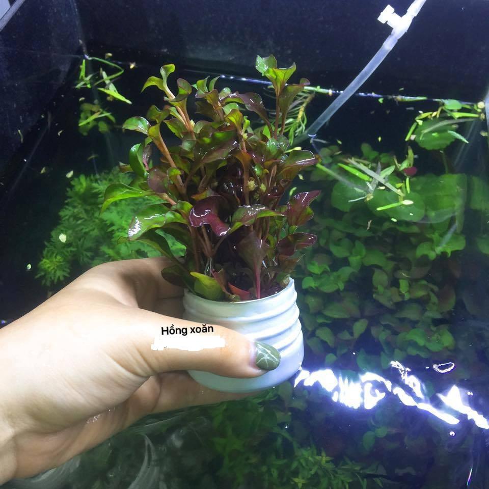 3 Giỏ Cây thủy sinh cho bể thủy sinh bể cá cảnh