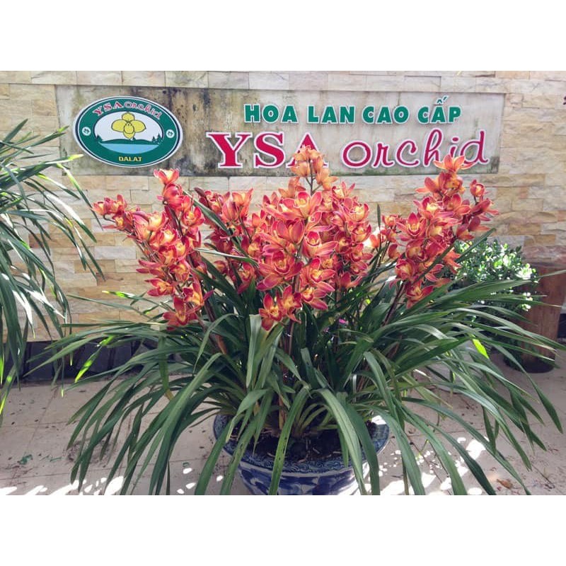 Củ hoa địa lan santo đỏ - 1 củ - DC