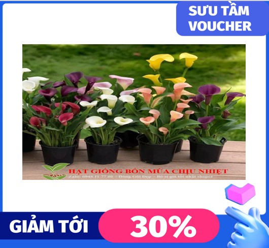 MA175 GÓI 10 Hạt giống hoa vân môn Nam Phi 10 hạt ĐẾN MÙA TRỒNG TẾT