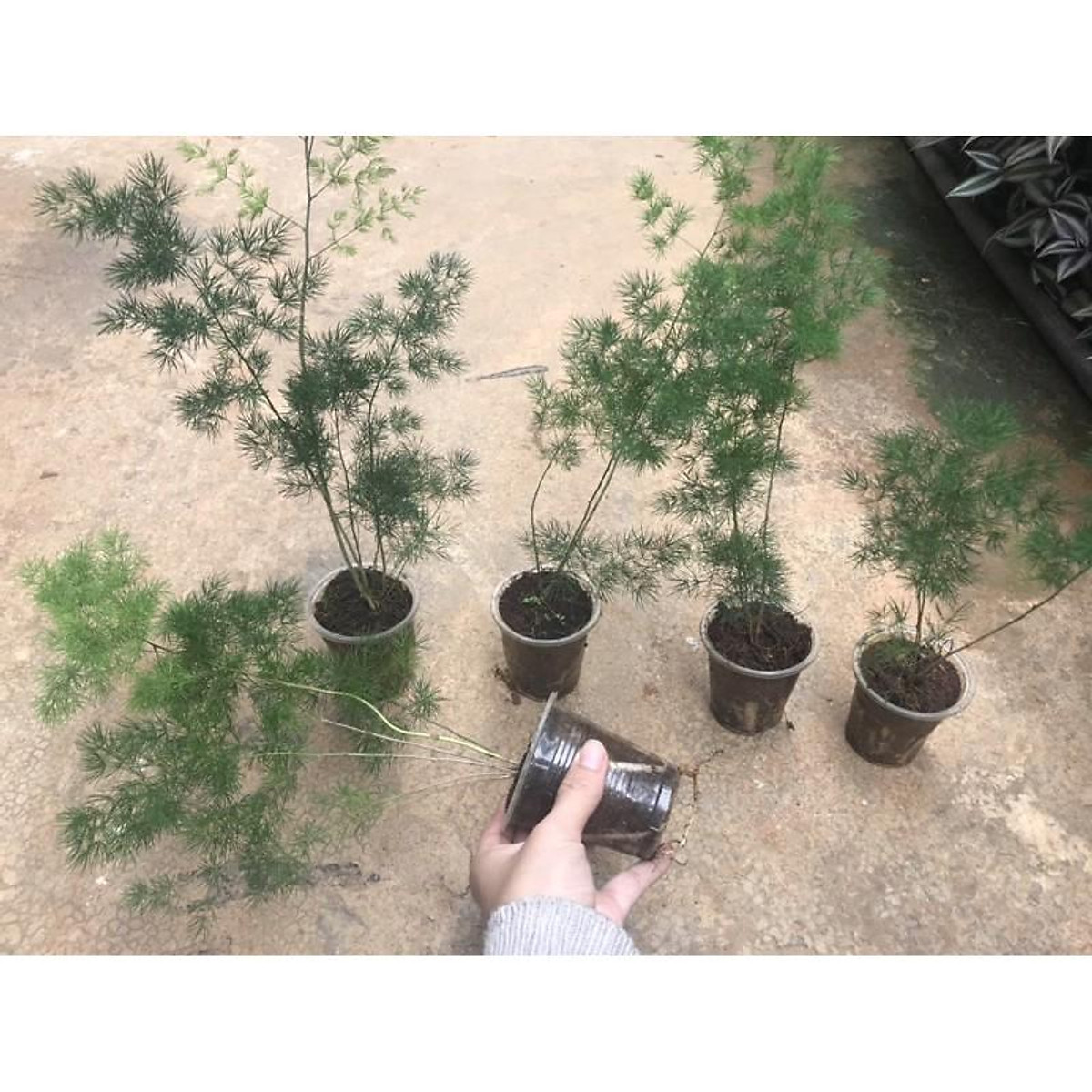 Cây tùng nho trồng cắt cành