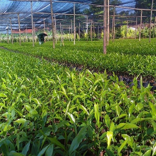 Combo 5 Cây giống trầm hương - 76789