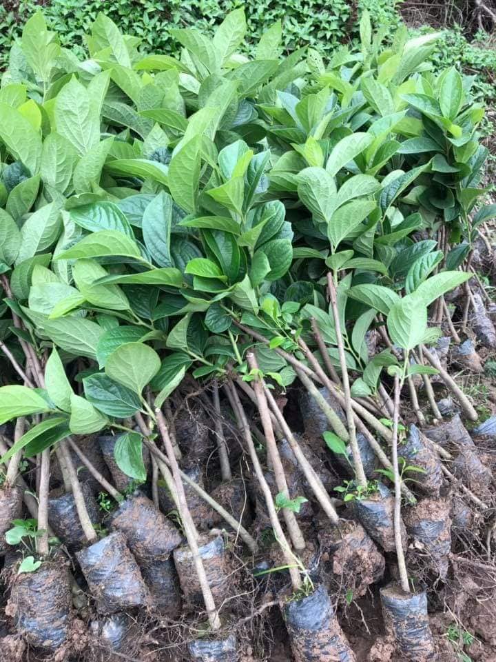 CÂY GIỐNG HỒNG GIA THANH( ĐẶC SẢN PHÚ THỌ)- CAM KẾT GIỐNG CHUẨN F1