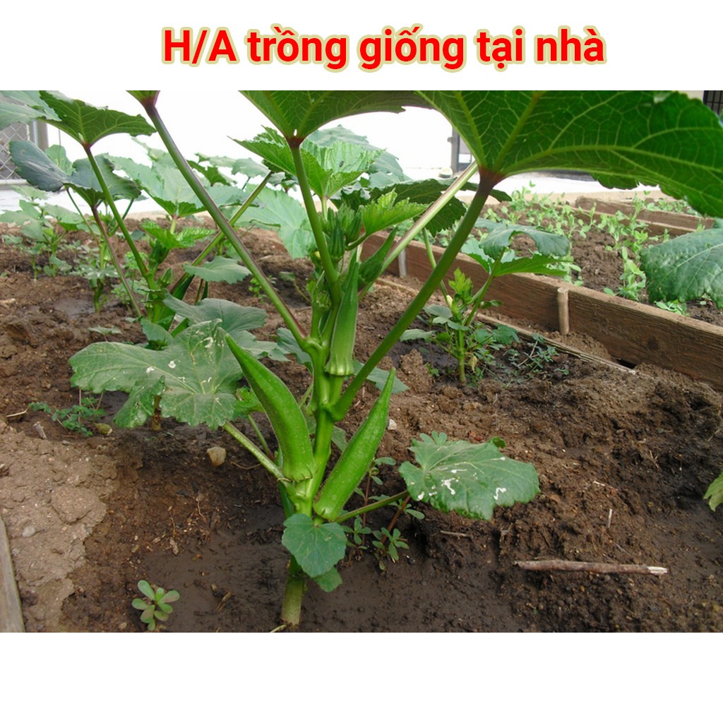 Hạt Giống Đậu Bắp Xanh 50g(Okra)