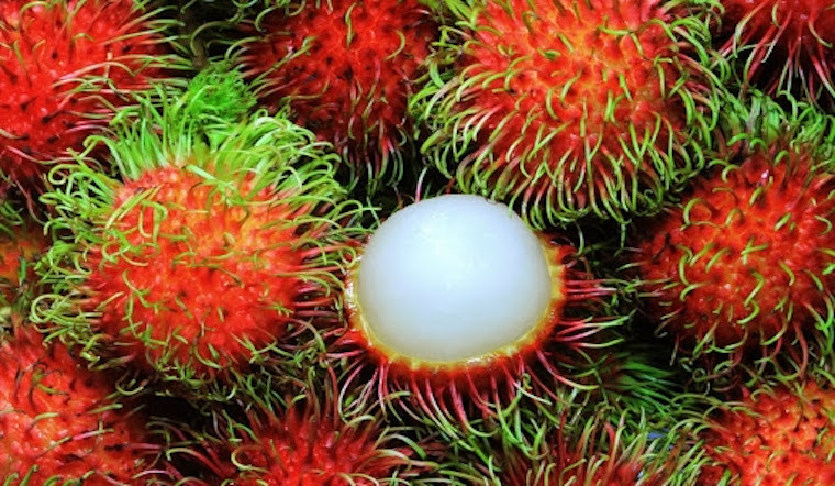 Chôm Chôm Thái Lan Con Voi hộp 565g (Lon Giấy)