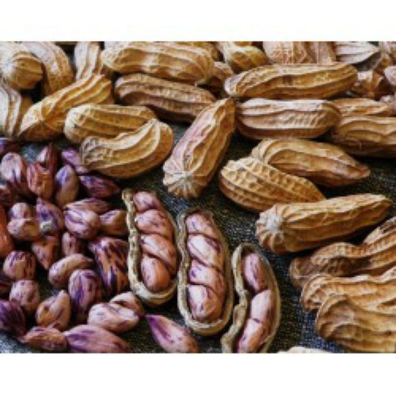 Hạt Giống Lạc Đầy Màu Sắc Luner - 10Gram